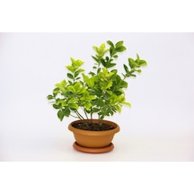 Bonsai Taflan 5 Adet