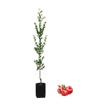 Nura Botanik Tüplü Fidan Sarı Bektaşi Üzüm Fidanı 50 Cm