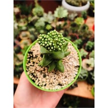 Crassula Springtime Sukulent Pembe Çiçekli