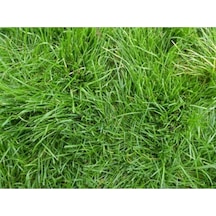 Bermuda GRass Çim Tohumu 1 KG Uganda Çimi Köpek Dişi Ayrığı