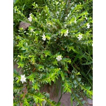 Videolu Beyaz Kufeya Cennet Çiçeği 1 Adet Saksılı 20-40cm Iç-dış Mekan Bitkisi Cuphea Hyssopifolia