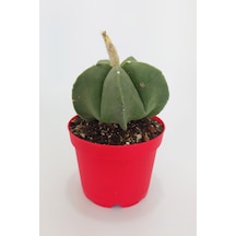 Astrophytum Myriostigma Quadricostatum Nadide Tür Nadir Özel
