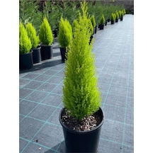 Limon Kokulu Limoni Servi Cupressus Ev Ofis Salon Çamı 30-45 Cm