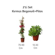 Kırmızı Begonvil+ Pitos 2'li Set Dış Mekan Bitkisi Begonvillia