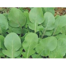 Roka Tohumu - Aksel 10 Gr Standart