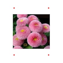 Krem Şeker Tabağı Çiçeği - 50 Tohum
