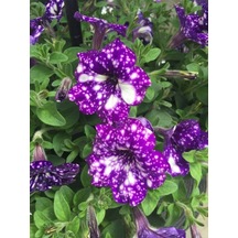 Videolu Mor Beyaz Çilli Petunya Çiçeği Sarkaç Askılı 1 Adet Saksılı 35-45 Cm Teras Bitkisi Petunia