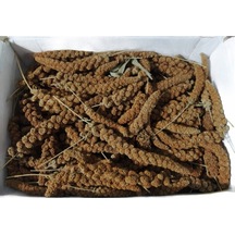 Hanımelipetstore Doğal Kızıl Dal Darı Kuş Yemi 1Kg (Min:10Cm-Max:20Cm Uzunluk)