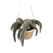 Hildewintera Colademononis (Maymun Kuyruğu Kaktüsü) Ø14 CM Y20-25 CM