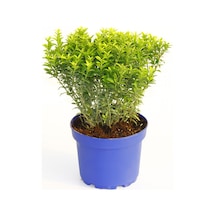 Taflan Microphyllus 5 Adet - Mavi Saksıda  6314