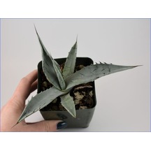 Agave Americana Bitkisi Küçük Boy