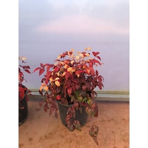 10 'lu Cennet Bambusu-nandina Fidan Paketi