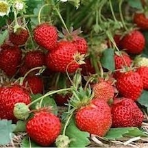 100 Adet Tohum Organik Çilek Tohumu Doğal Çilek Saksı Top