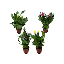 Calla Lilly (4'lü Set) (Gala Çiçeği) Ø12 CM Y35-40 CM