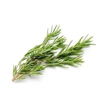 25+ Biberiye Tohumu En Yaygın Kullanılan Baharat Türlerinden