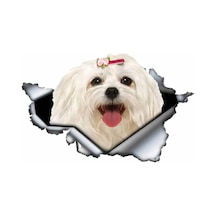 Sevimli Maltese Cinsi Köpek Araba Sticker Yapıştırması Model5