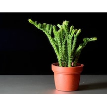Prenses Çamı - Crassula Muscosa 50 Adet