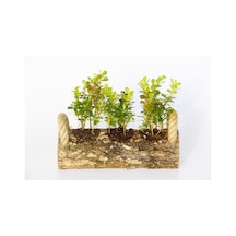Ofis Bitkisi Buxus 2 Adet - Trio Set  5349