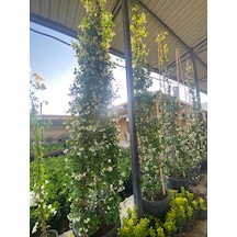Arap Yasemini / Jasminum Sambac