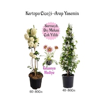 Kartopu Çiçeği 1 Adet +arap Yasemini 1 Adet+pembe Gazanya Saksılı Bahçe Seti