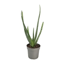 Aloe Vera - Kaktüs
