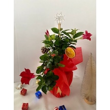 Hediyelik Kırmızı Mandevilla Sarmaşığı Süslemeli Yılbaşına Özel Kozalak+portakal
