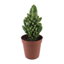 Opuntia Monacantha 'Variegata' (Kaktüs) Ø5,5 CM Y0-10 CM