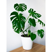 Nura Botanik Deve Tabanı 40-50 Cm