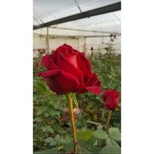 Mercan Kırmız Gül Fidesi 10-20 Cm