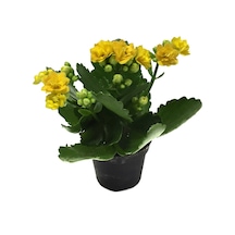 Kalanchoe Calandiva 'Yellow' (Kalanşo Çiçeği) Ø5,5 CM Y0-10 CM