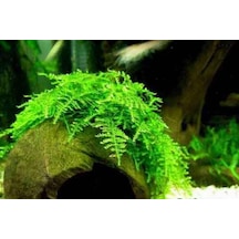 Moss Christmas Moss 1 Pkt