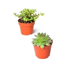 Serada Decor Plant 2'li Set Crassula Portulacaria Afra Succulent Sempervivum Sukulent Dolgun Formlu
