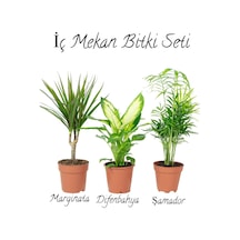 Salon Bitki Seti Dracaena Marginata 35-50cm -difenbahya 30-50cm -şamador 15-25cm