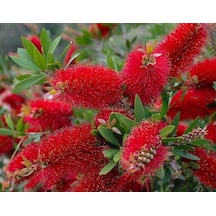 2 Adet Callistemon   Leavis Fırça Çalısı Fidanı. 40-60 Cm.