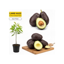 Aşılı Lamb Hass Avokado Fidanı - 2 Yaş Sertifikalı - İri Meyveli Saksıya Uygun 50-70 Cm