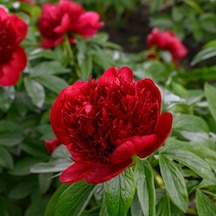 Peonies Festiva Maxima Red Şakayık Çiçeği Yumrusu-rizomu 1  Adet