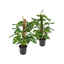 Delikli Devetabanı (Monstera Adansonii Monkey Mask) Sopalı 2 Adet