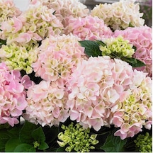 Videolu 1 Adet Açık Pembe Ortanca Çiçeği Fidanı 35-50 Cm Saksılı Çiçekli Bodur Bitkiler Hydrangea