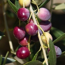 Sınırlı Stok Tüplü Kalamata Zeytini Yunan Menşei Fidanı