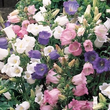 Katmerli Campanula Karışık Çan Çiçeği Tohumu 100 Tohum
