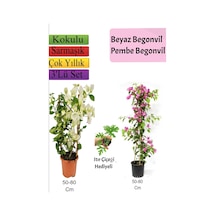 Beyaz+ Pembe Begonvil+ Itır Çiçeği Hediyeli