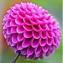 10 Adet Yıldız Çiçeği Tohumu Karışık Dahlia Yıldız Çiçek Tohumu S N114144