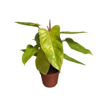 Philodendron 'painted Lady'