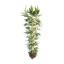 Yapay Bambu Ağacı Tekli Premium Yapraklı 170cm 6 Gövdeli