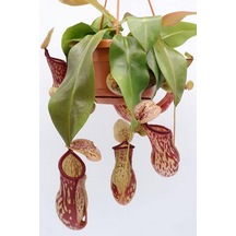 Dashing Look Sinek Kapan Etobur Bitki Nepenthes Fly Trap Tohumu / 5 Adet Tohum Th-thmcmthm431