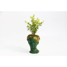 BONSAİ HELEN BUXUS - HEDİYELİK YEŞİL RENK