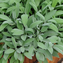 Adaçayı Salvia Officinalis Adaçayı 5 Adet