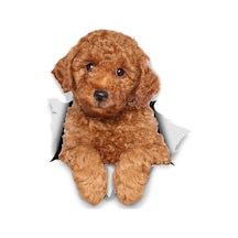 Araba Leptop Köpek Çıkartmaları Sticker Yapıştırma