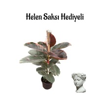 Pembe Renkli Kauçuk Bitkisi Sevgililer Gününe Özel Helen Saksı Hediyeli