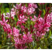 Gaura Çalı Bitkisi